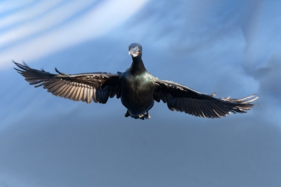 Brandts-Cormorant;Flying-Bird;Phalacrocorax-penicillatus;Photography;action;acti